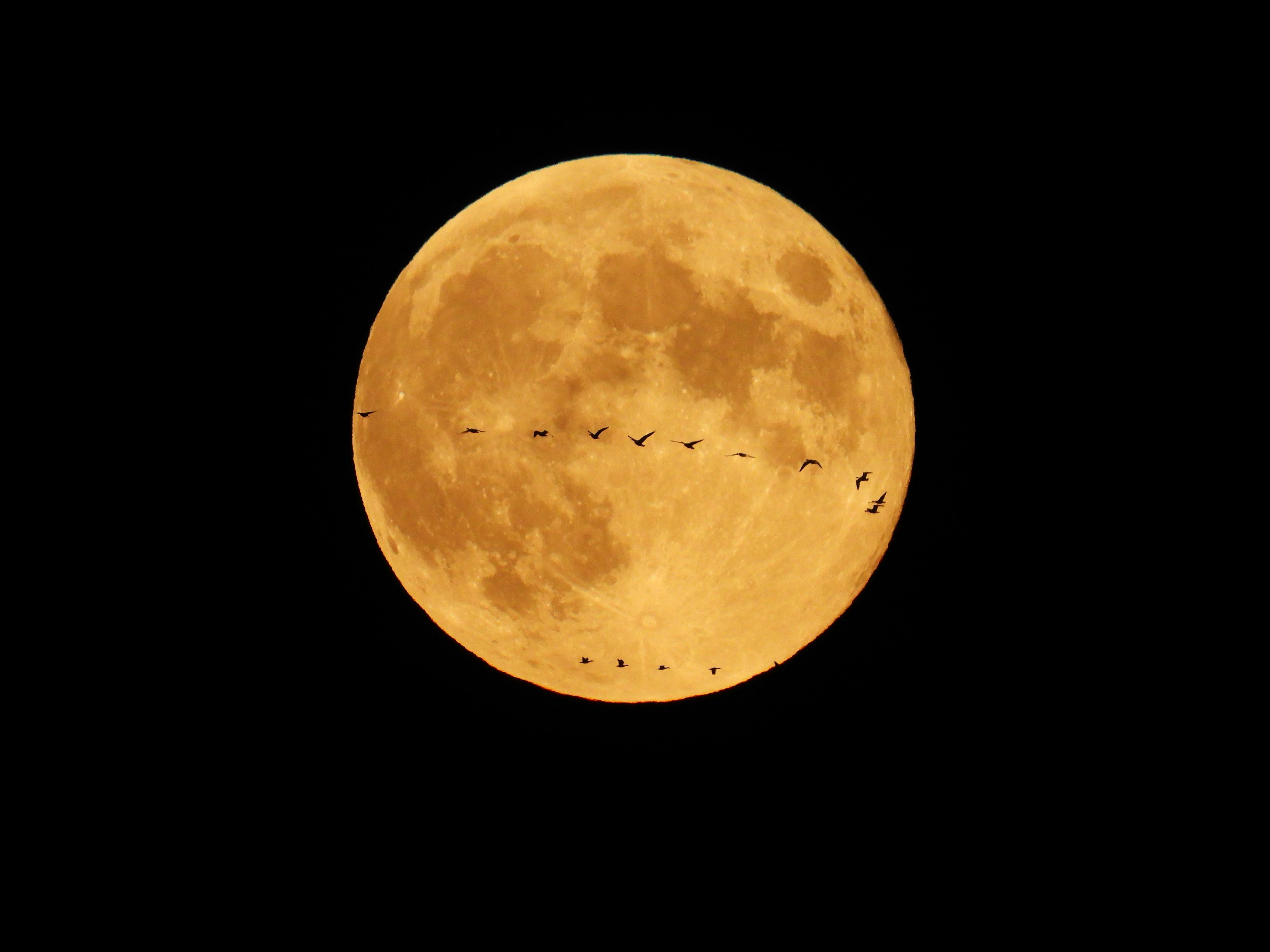 full wolf moon