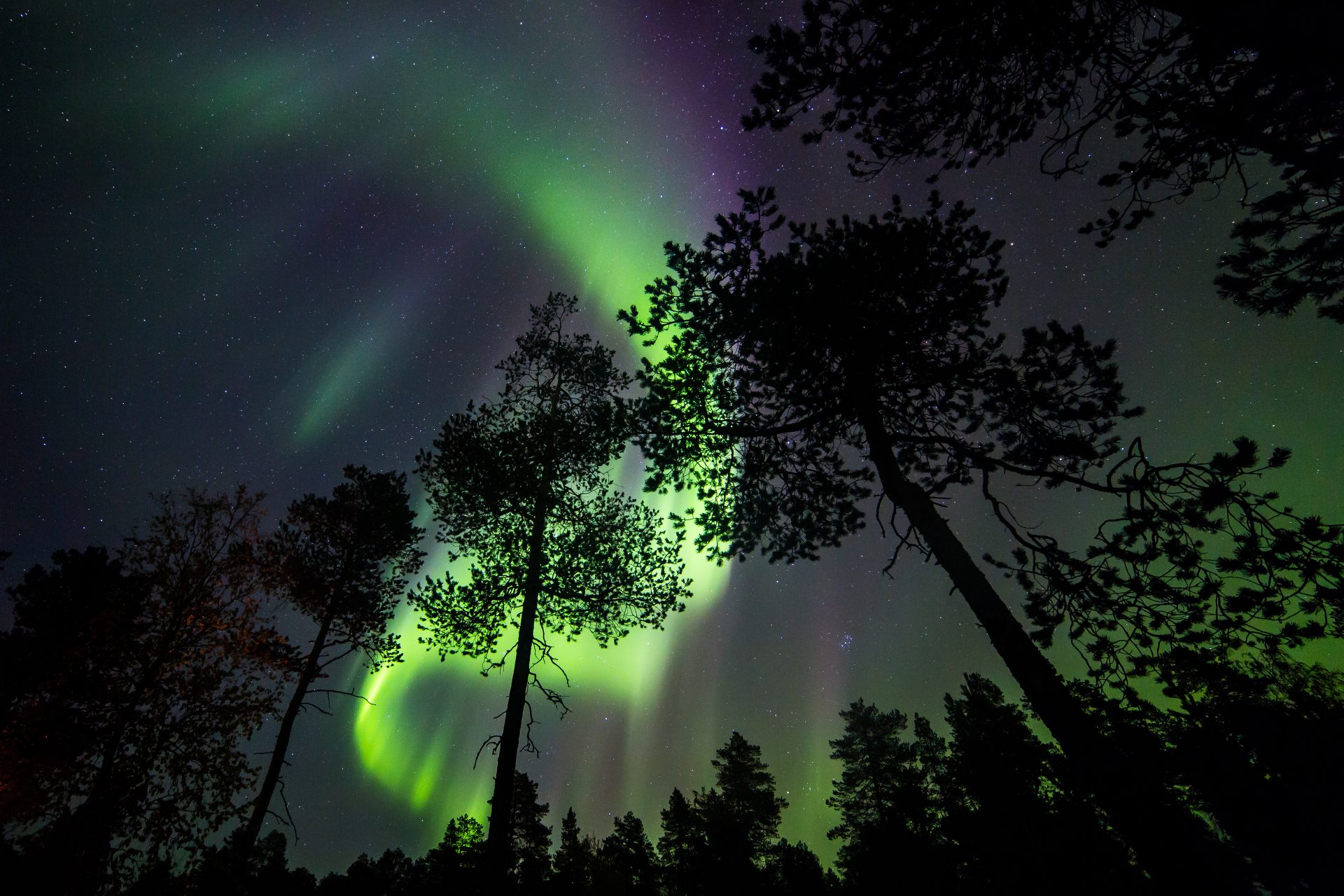 aurora zone