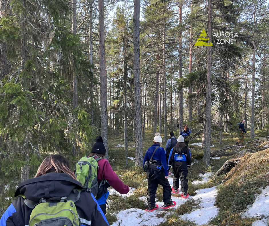 A group of people trekking through trees in Swedish Lapland.