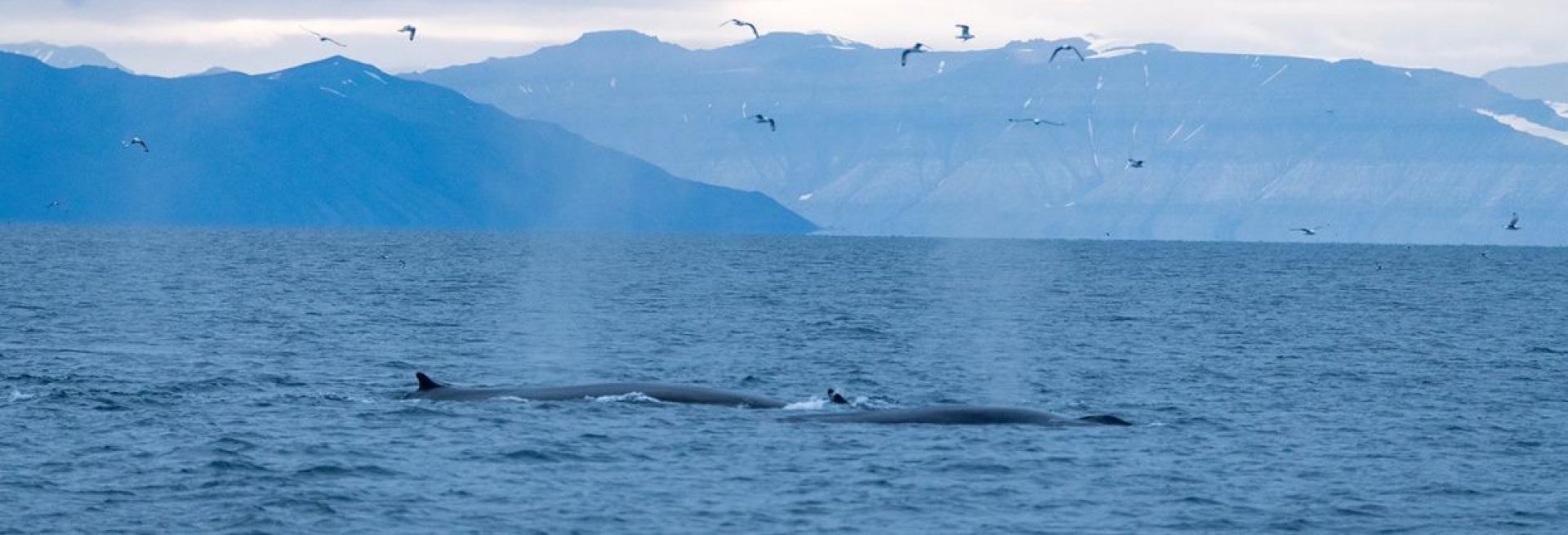 whales nordic summer