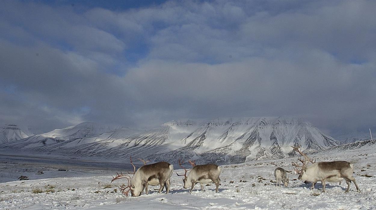 northern light tours uk